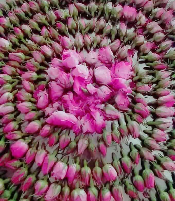 غنچه گل محمدی طبیعی معطر تازه